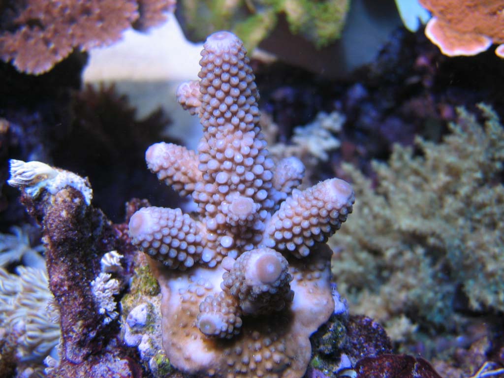 Acropora humilis